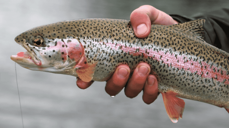 What Size Hook For Brown Trout